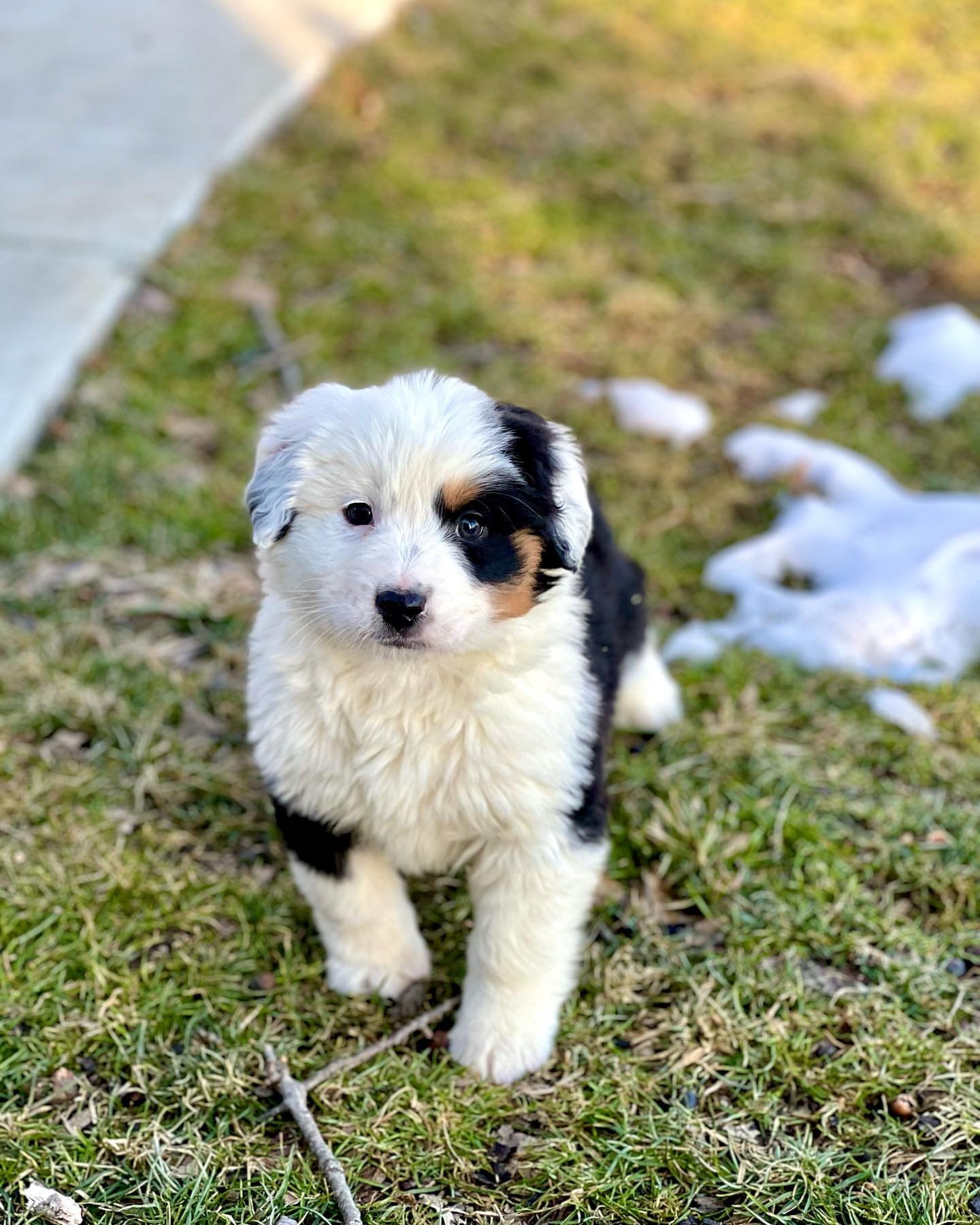 Mini Aussies – Gentlepuphaven